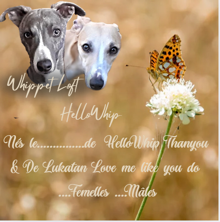 ils sont nés le 19 octobre 2025 site HelloWhip