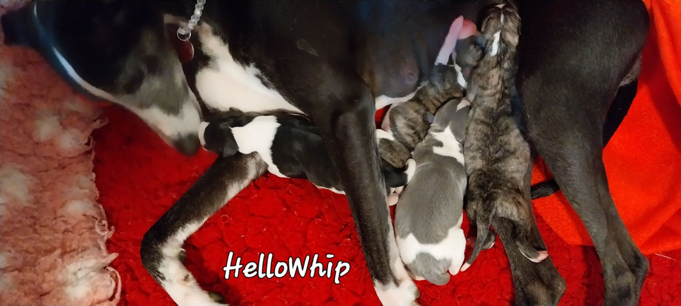 ils sont nés chez le site HelloWhip