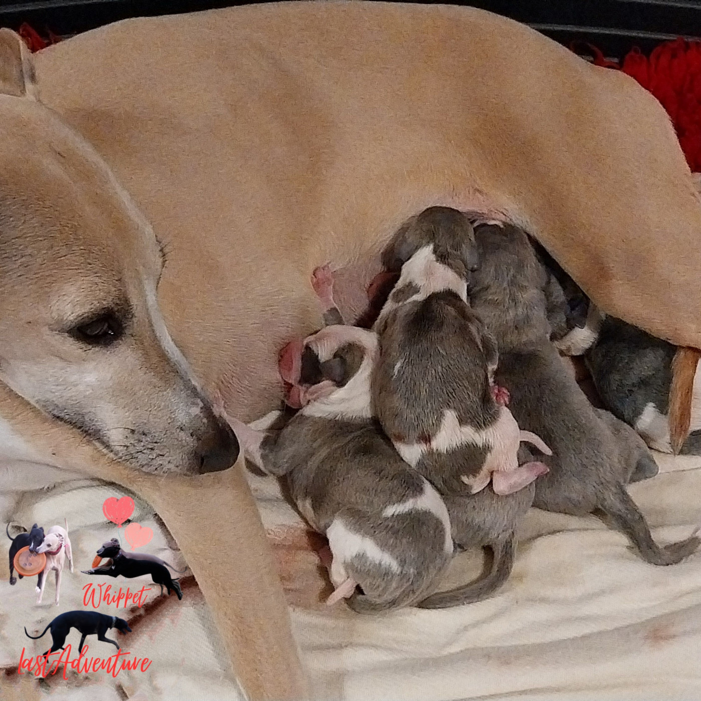 Last Adventure - Chiots disponibles - Whippet