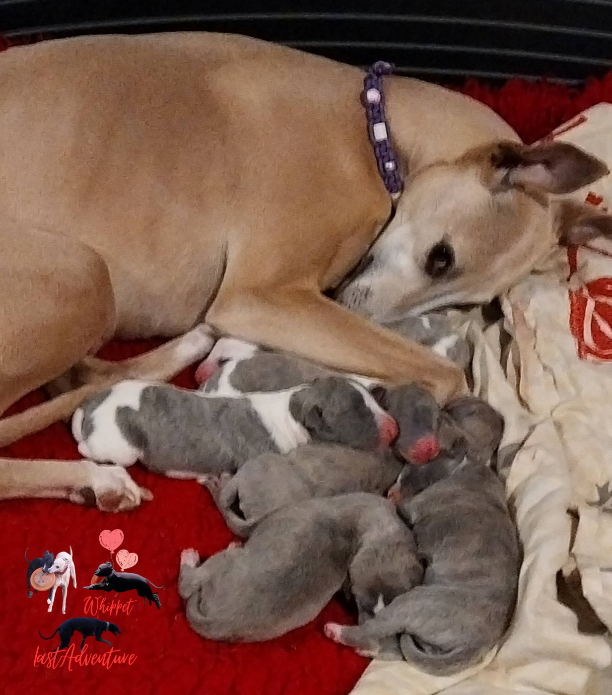 Chiot Whippet Last Adventure