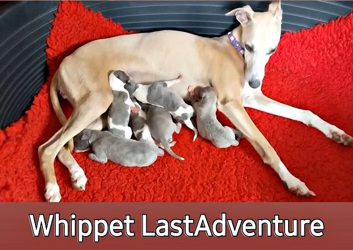 Last Adventure - Whippet - Portée née le 02/06/2026