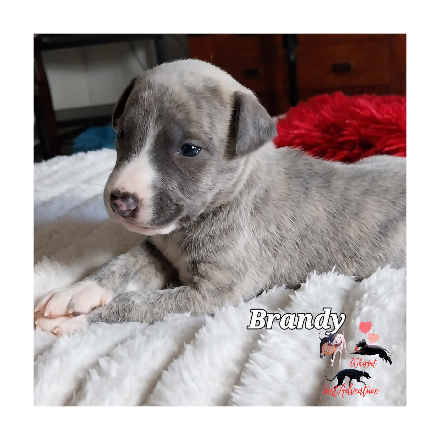 Last Adventure - Chiots disponibles - Whippet