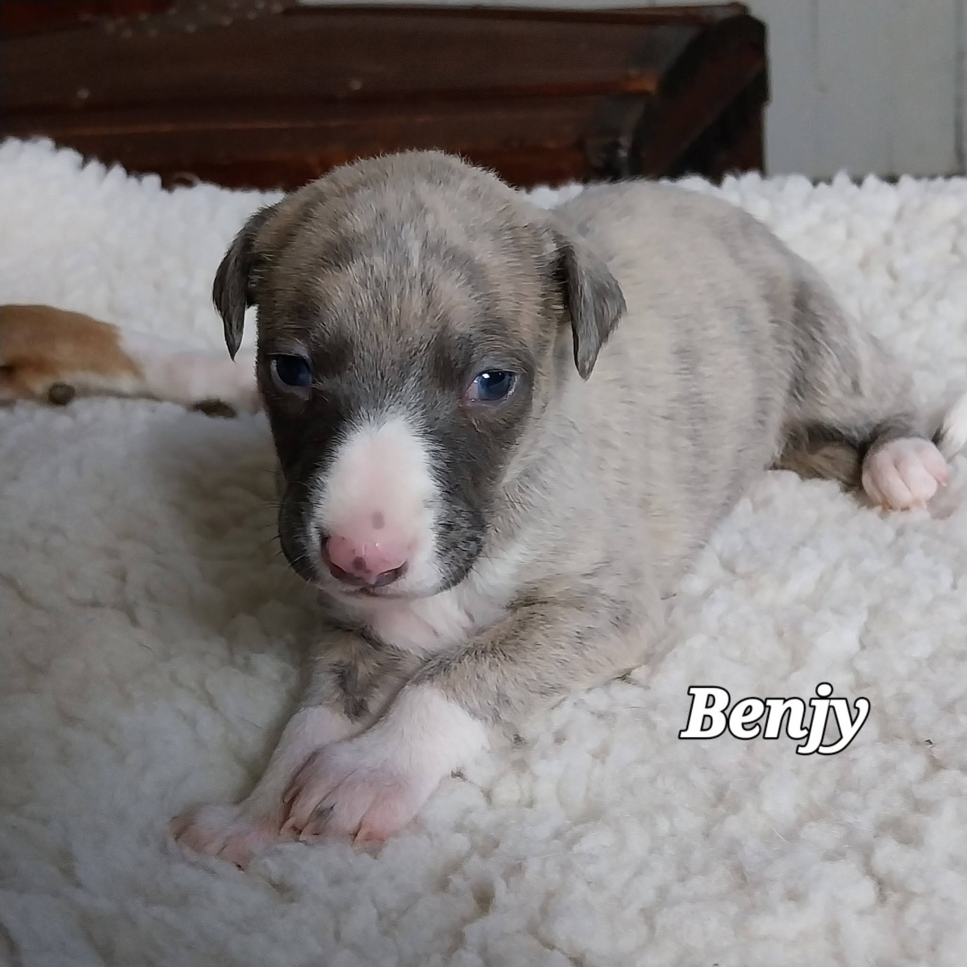 Last Adventure - Chiots disponibles - Whippet