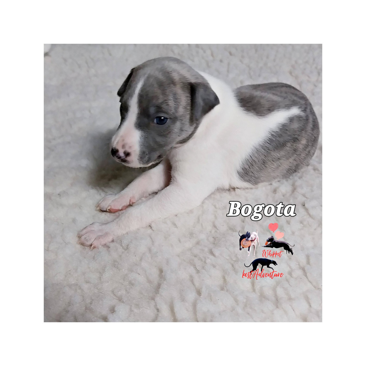 Last Adventure - Chiots disponibles - Whippet