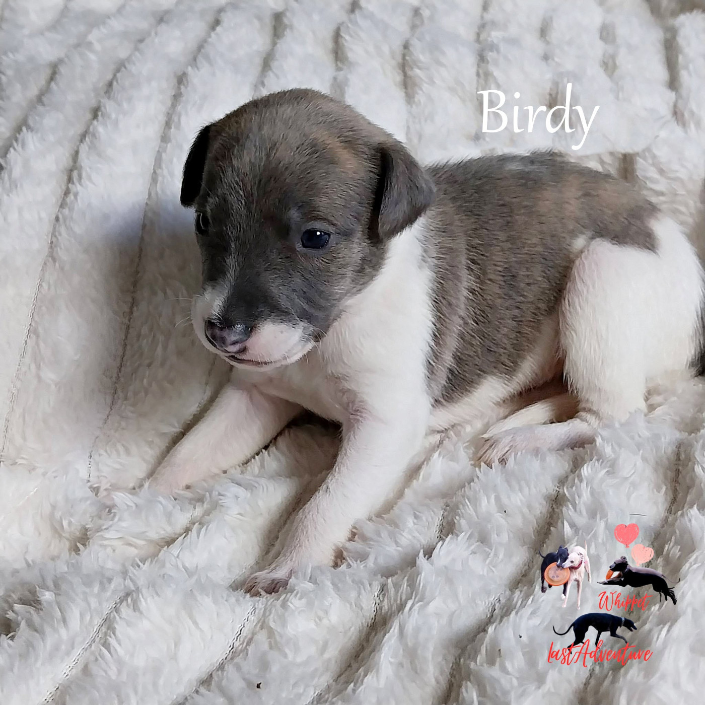 Last Adventure - Chiots disponibles - Whippet