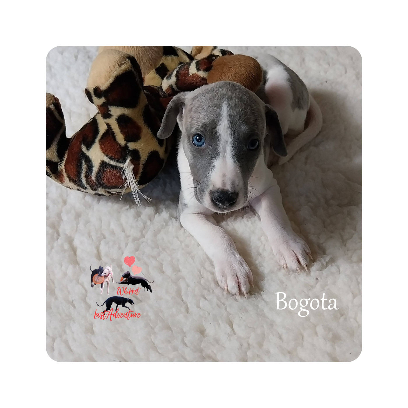 Last Adventure - Chiots disponibles - Whippet