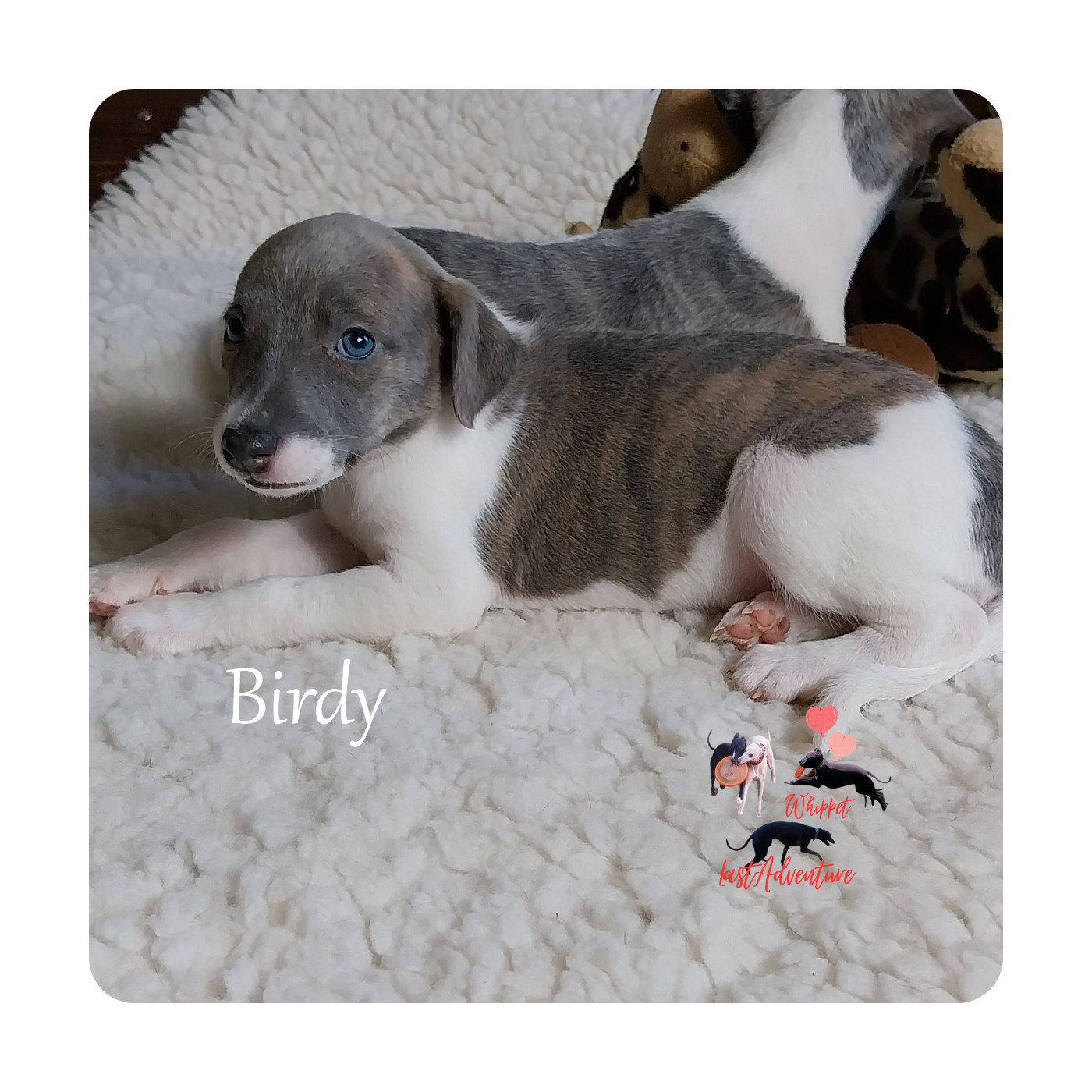 Last Adventure - Chiots disponibles - Whippet