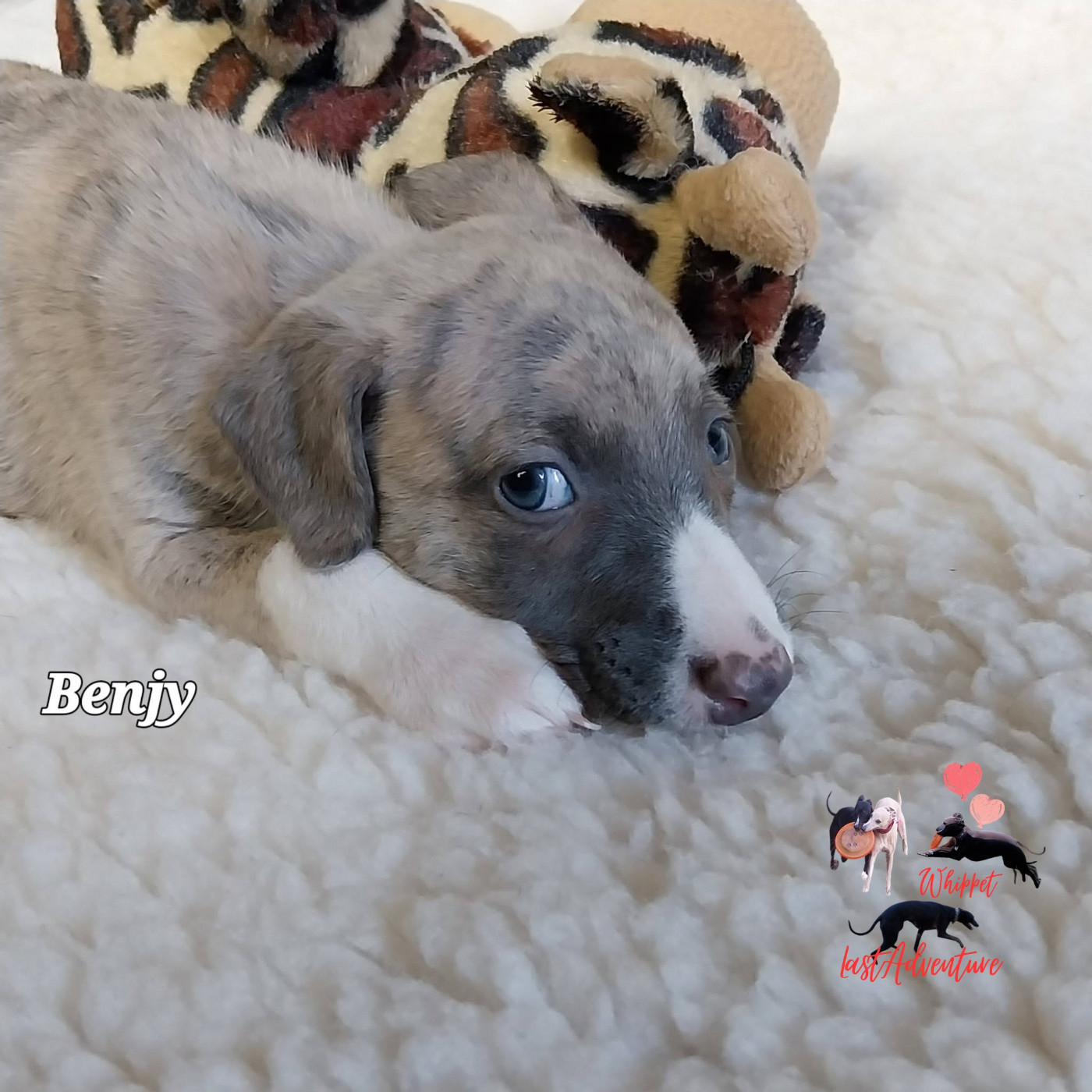 Chiot Whippet Last Adventure