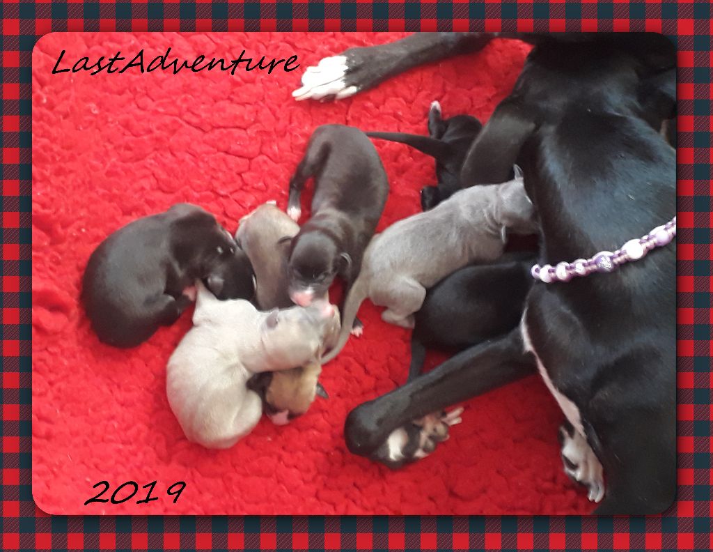 Last Adventure - Whippet - Portée née le 06/09/2019