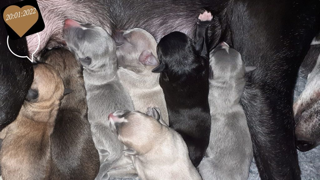 Last Adventure - Whippet - Portée née le 20/01/2022