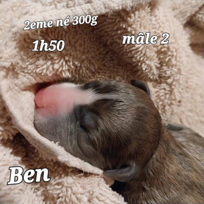 Ben