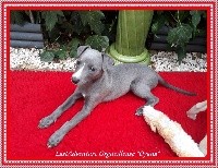 2 Orgueilleuse ( Oyana) Diva