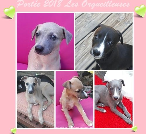 Last Adventure - Whippet - Portée née le 08/07/2018